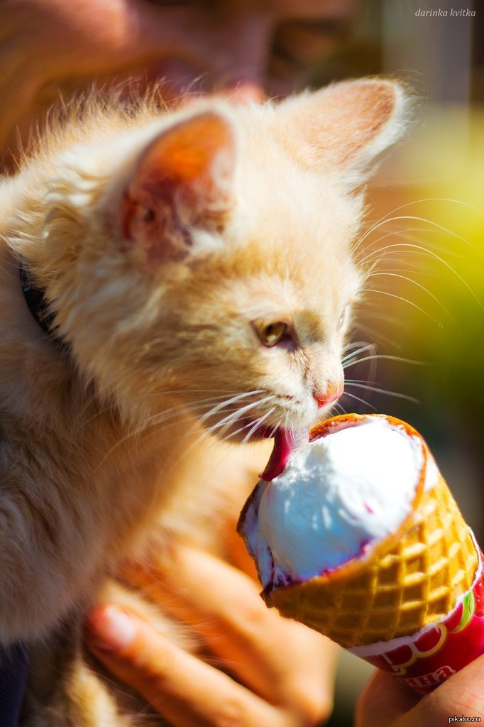Коты мороженщик. Котик мороженое. Кот с мороженым. Коты и мороженое. Котенок мороженое.