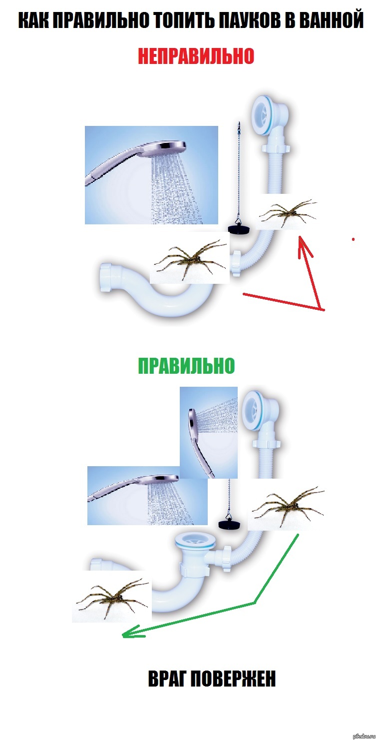 Как правильно топить пауков в ванной. | Пикабу