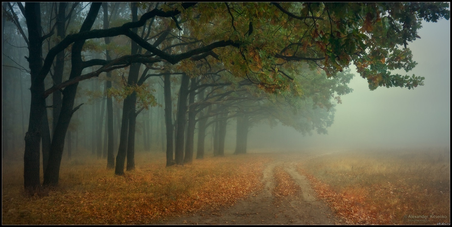 Природу жалко. Осень туман. Осенний туман. Тоскливый пейзаж. Туманное осеннее утро.
