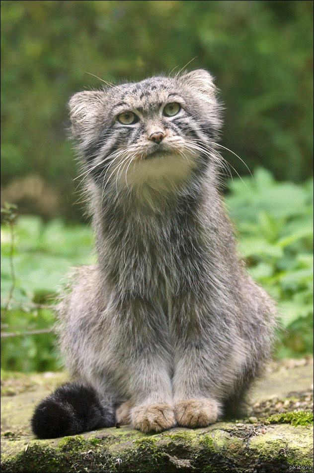 Кот манит. Манул (палласов кот). Дикий Лесной кот Манул. Кот Манул фото. Сибирский Манул.