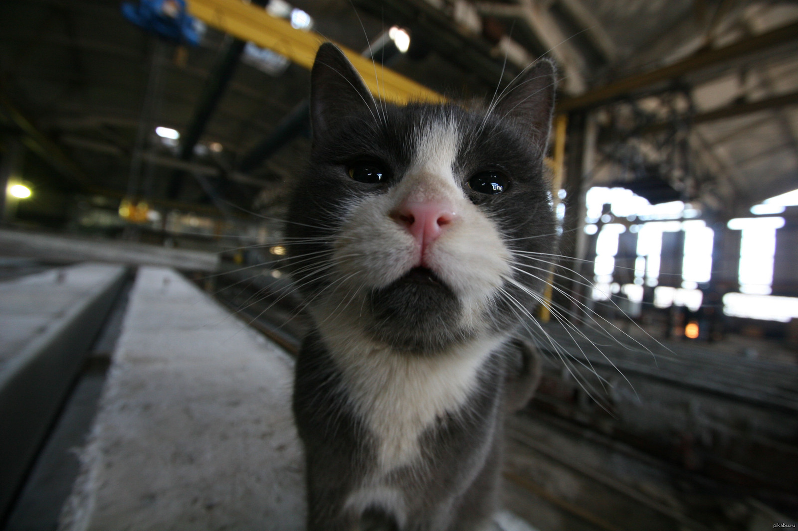 Котейка | Пикабу