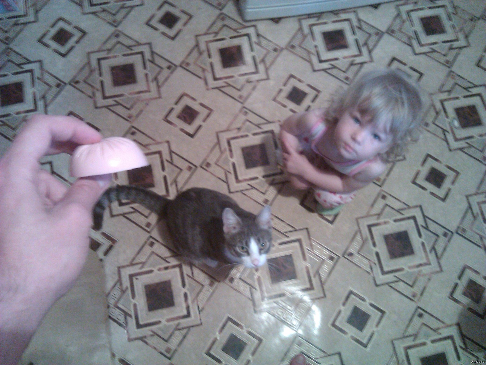 Хотел кота покормить, но... | Пикабу