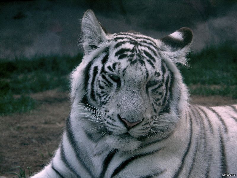 Картинки водяной тигр (50 фото)