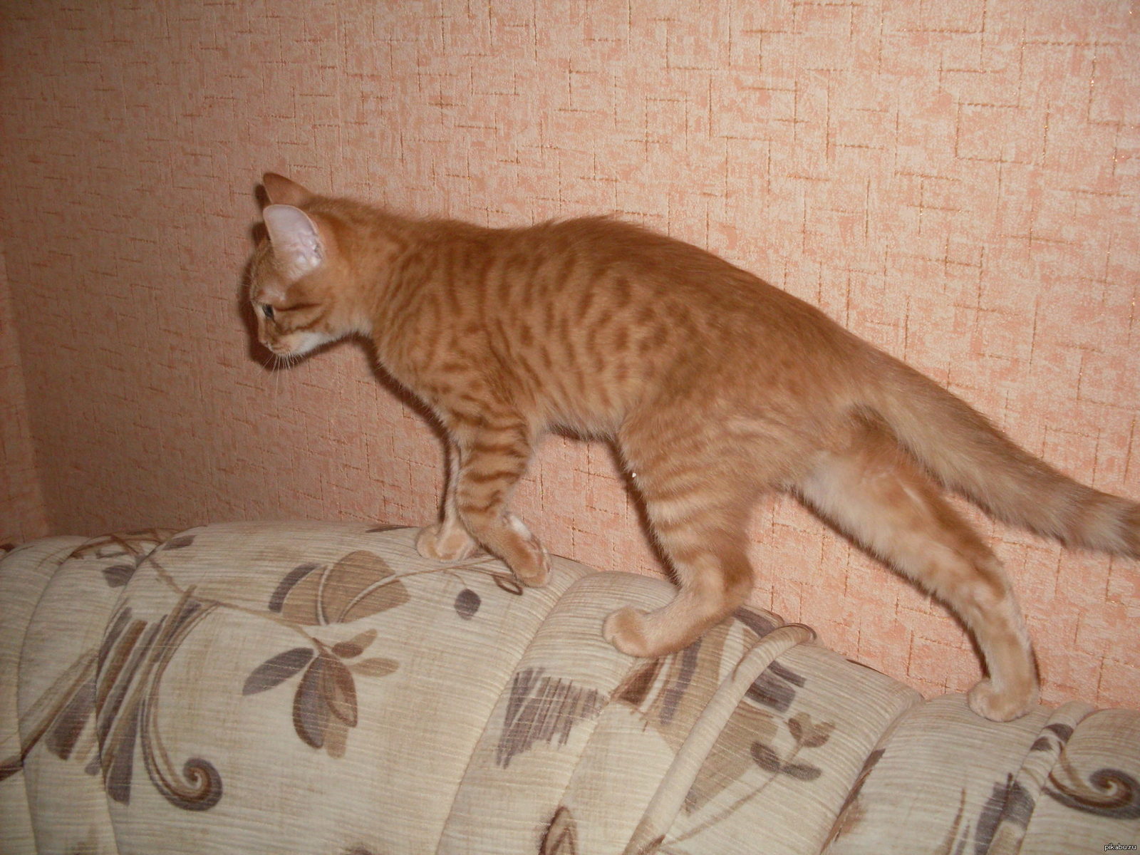 Cat - cat, The photo