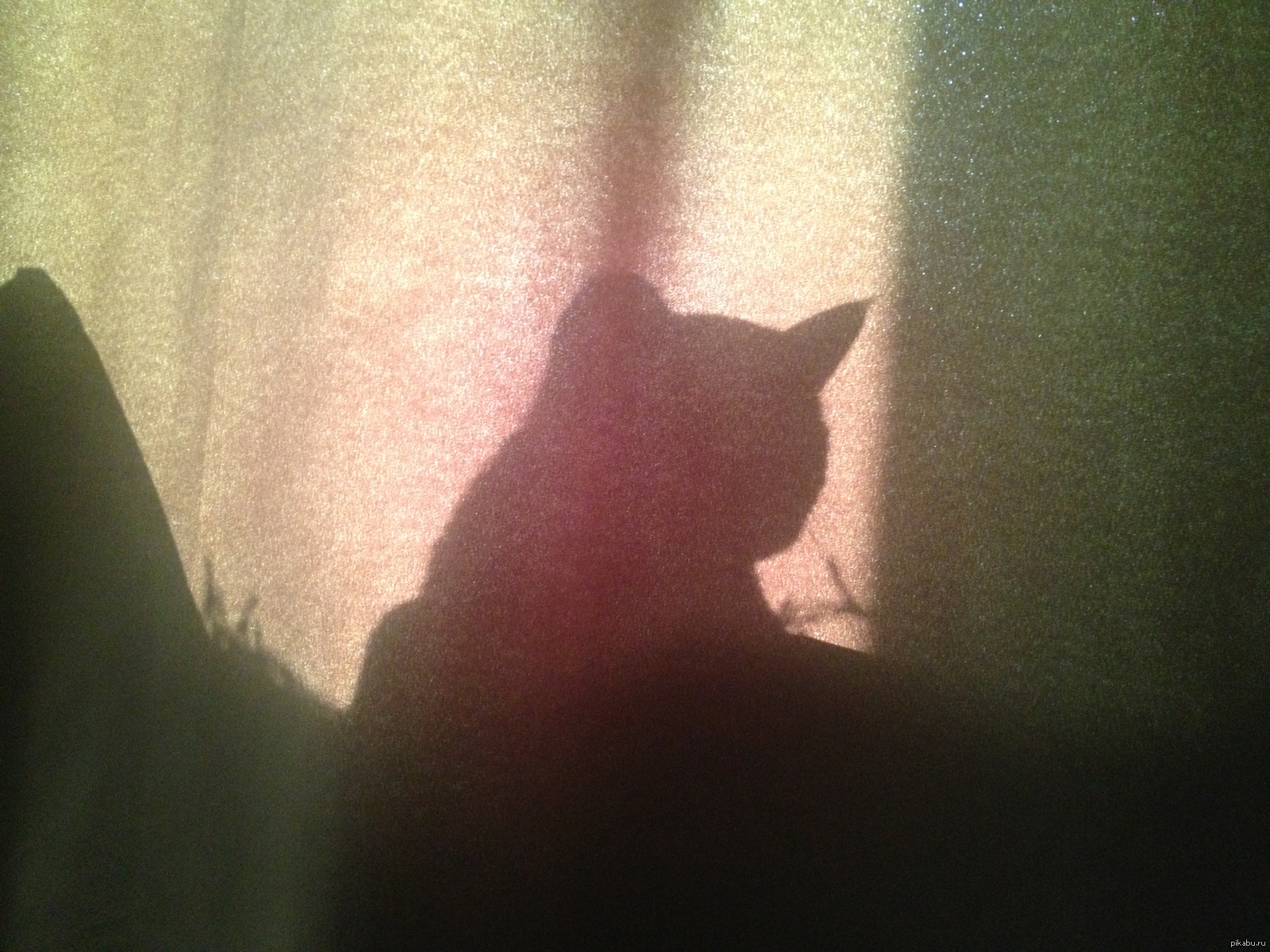 This city needs the hero it deserves. Catman. Start - My, Catman, cat, The photo