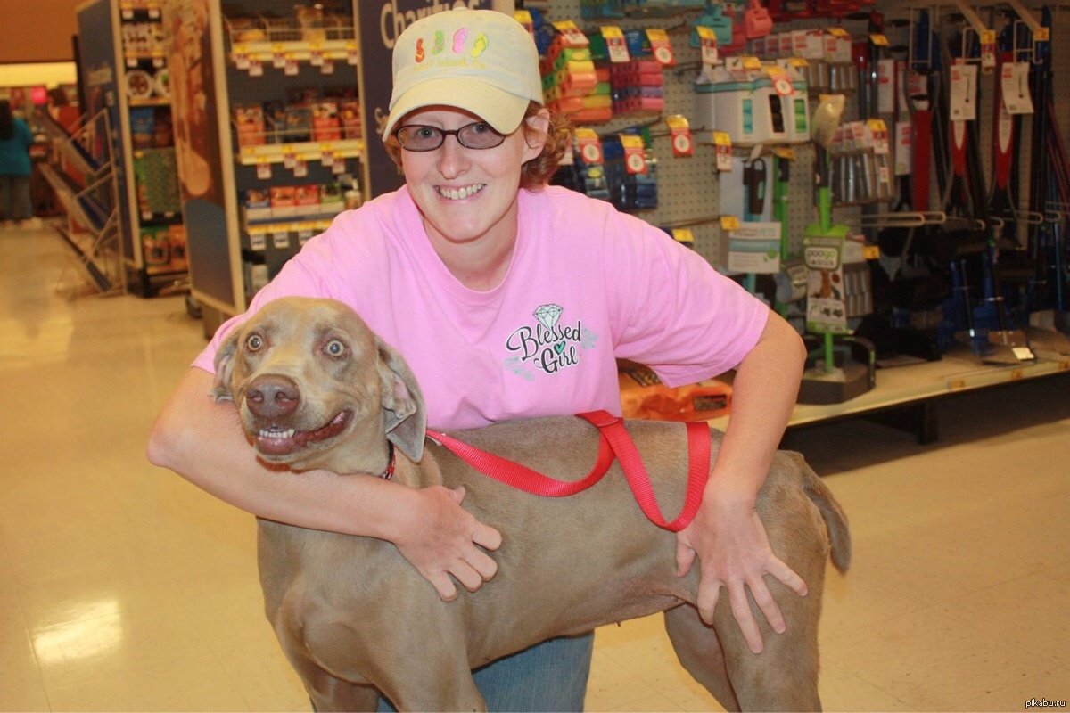 Самые страшные животные. Страх собак. Человек боится собаку. Лысый барсук медоед. Мальчик боится собаку.