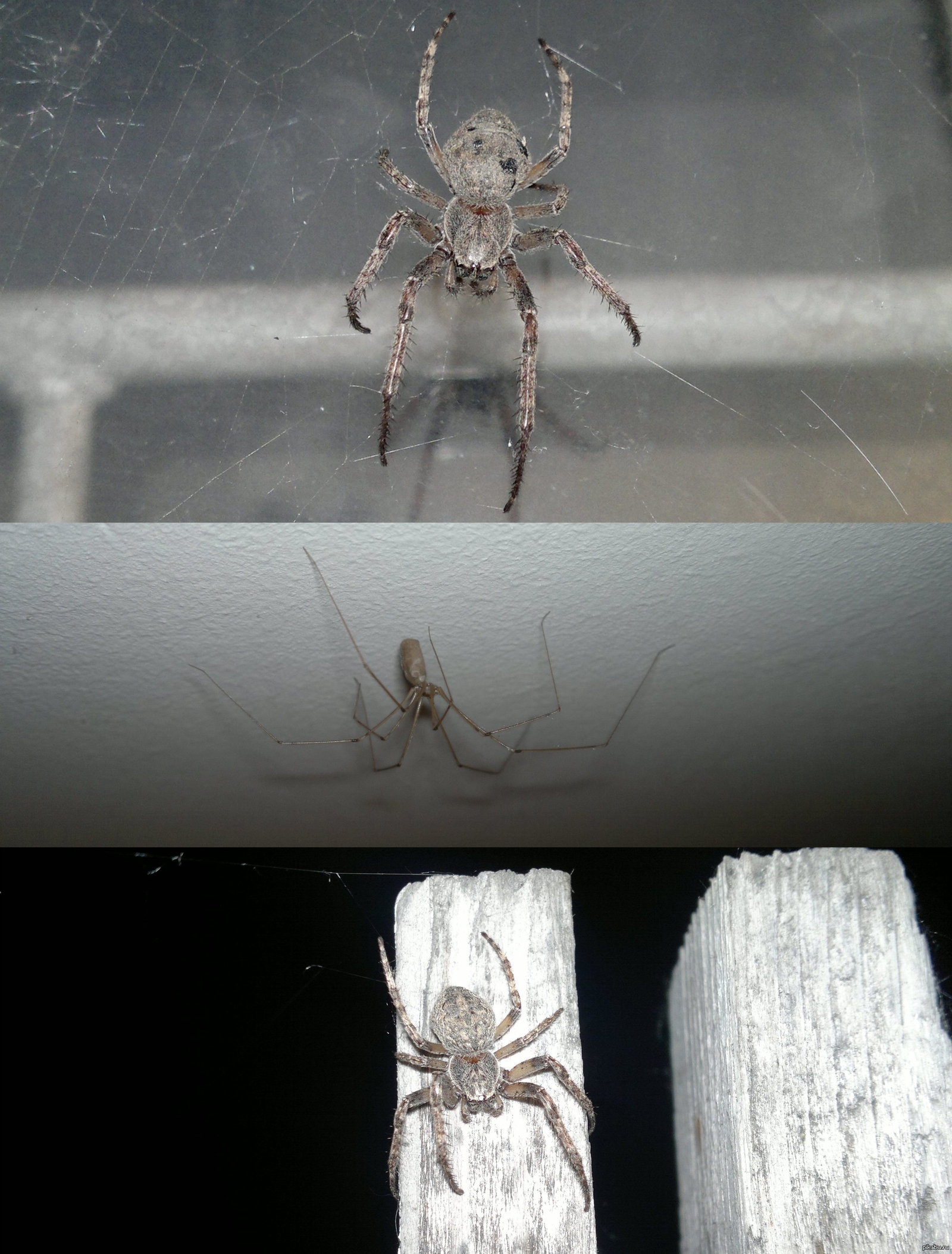 Пауки в доме как избавиться домашних условиях. Пауки в доме. Квартирные пауки. Домовой паук в квартире. Белый паук в частном доме.