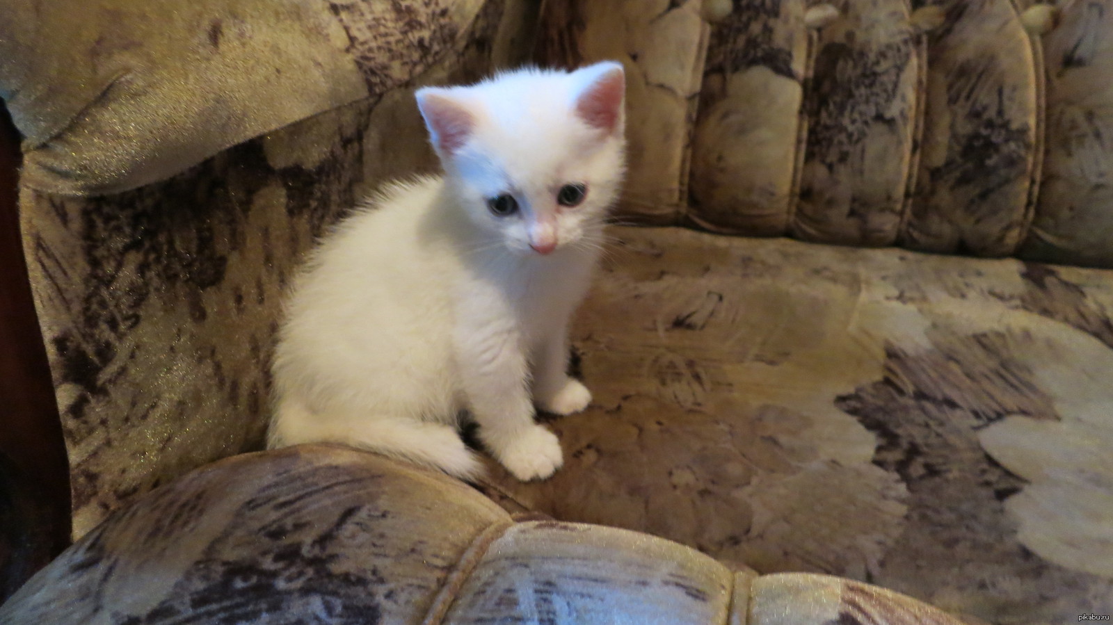 Как оригинально назвать белого котенка-девочку? | Пикабу