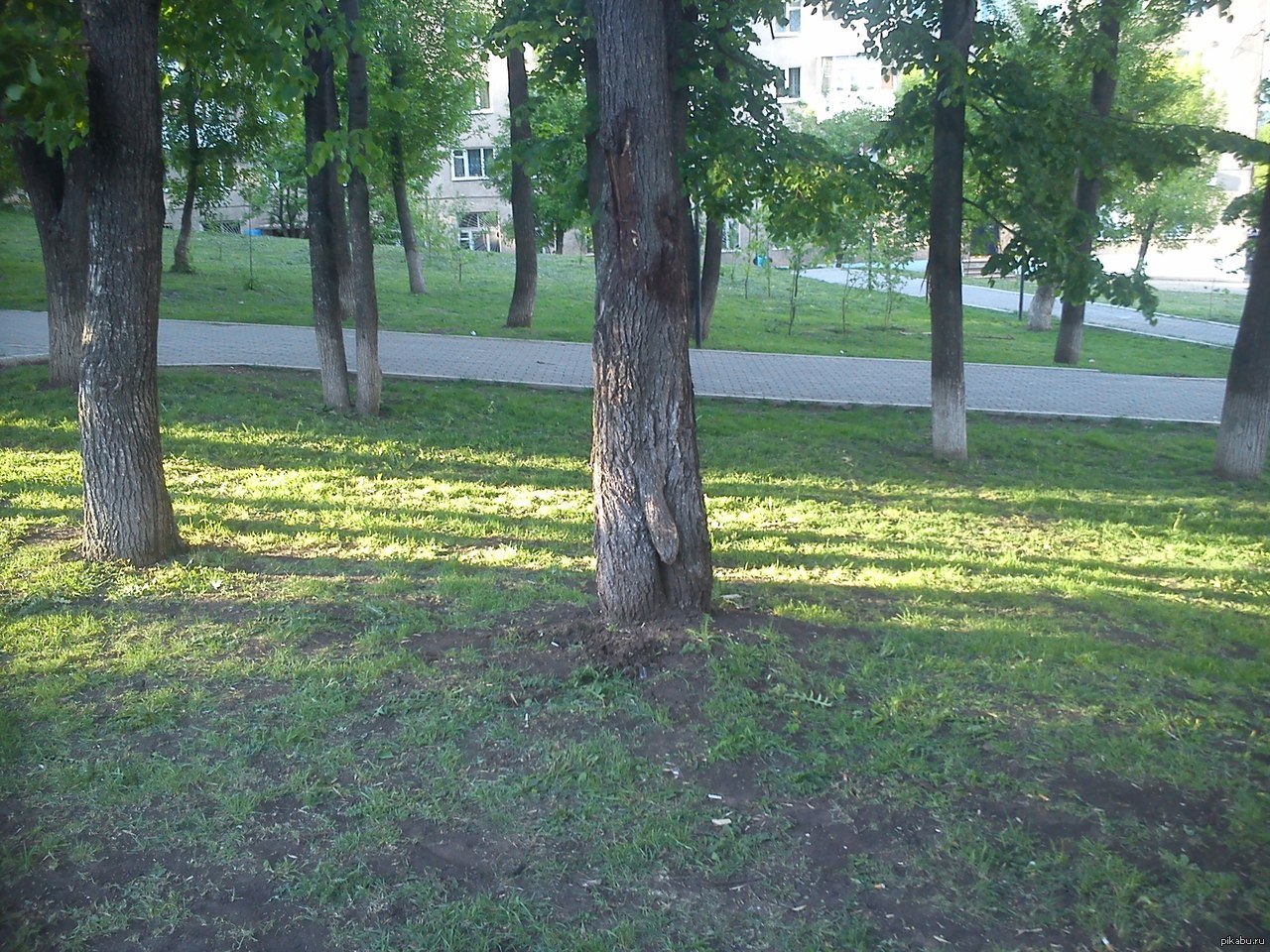 Просто дерево в парке около дома. | Пикабу