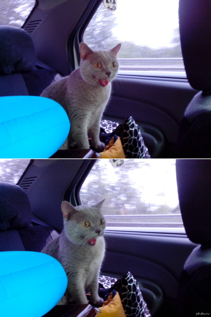 Коты ездят. Котики едут на дачу. Котик едет на машине. Котик катается на машине. Едем на дачу с котом картинка.