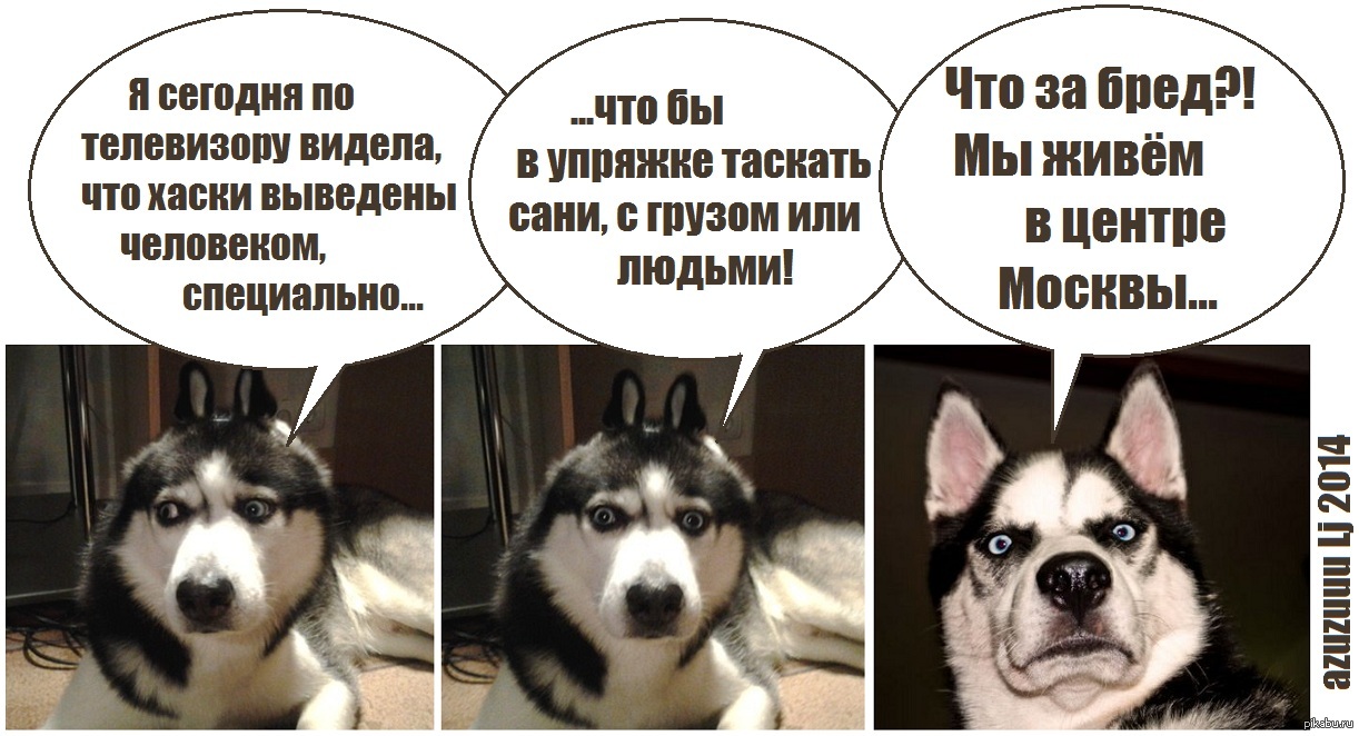 Открытка хаски с надписями