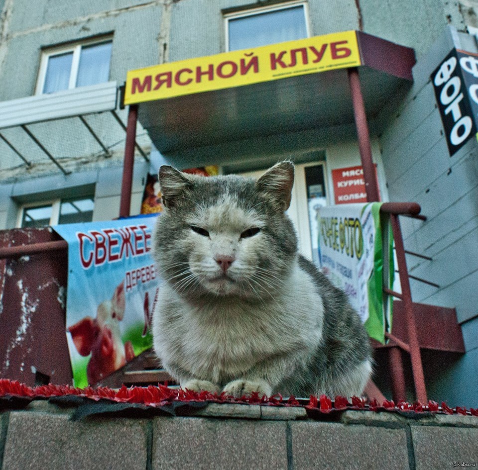 Три кота на мясо. Мартовский кот.