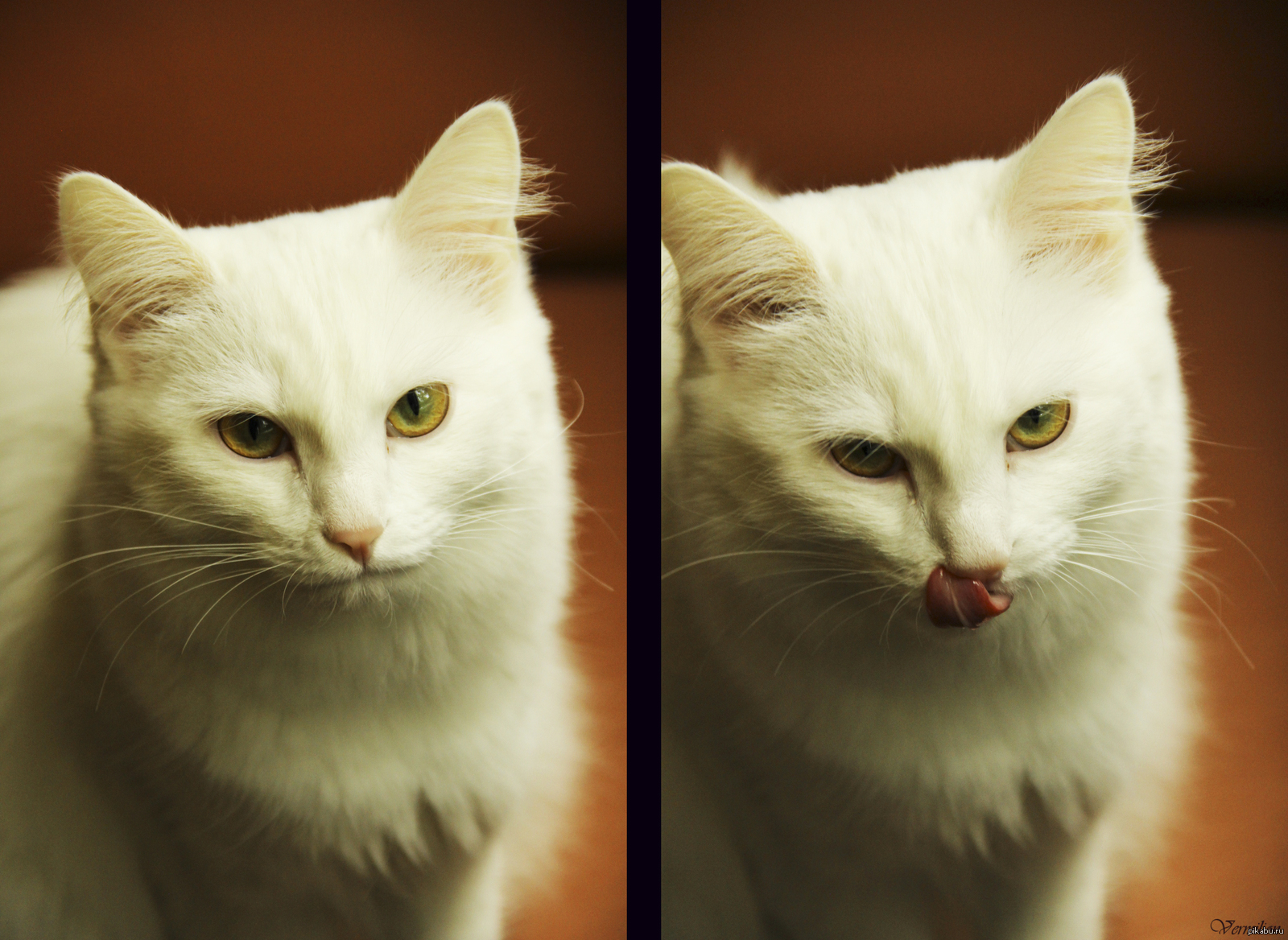 My charm :3 - cat, Elizabeth, Blonde, Close-up, Lick