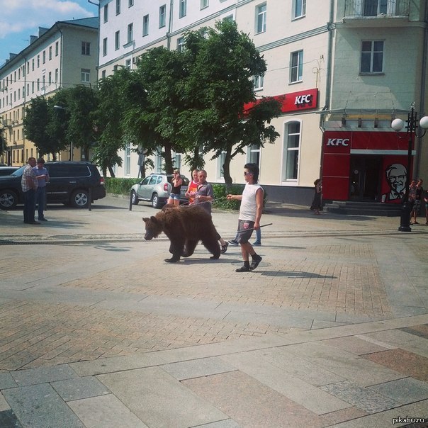 Бредя по улице. В России медведи ходят по улицам. Медведь в городе. Медведь на улице города. Медведи на улицах России.
