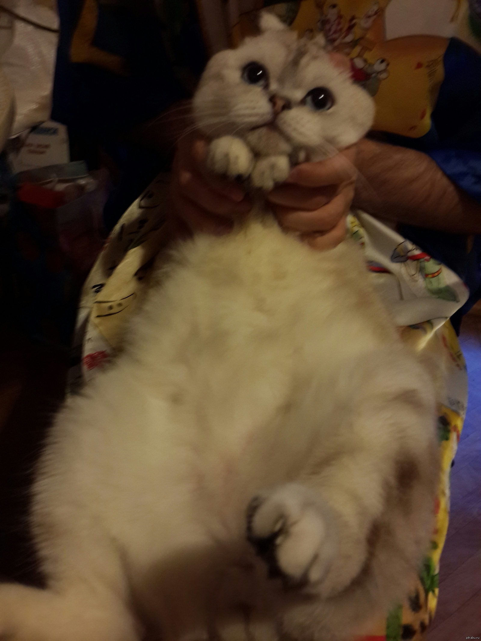 Просто жирный зайчик | Пикабу