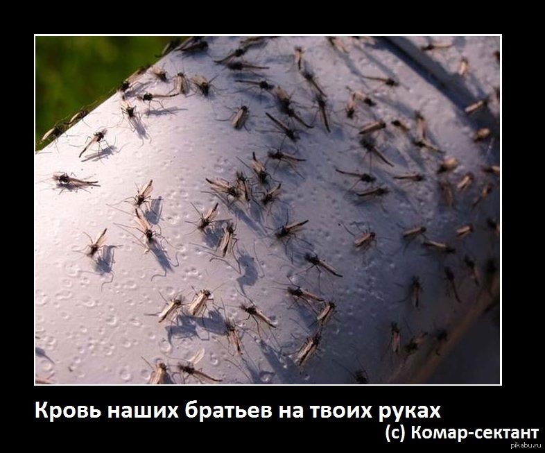 Нападение комаров. Нашествие комаров в Крыму. Астраханская мошка. Тундровая мошка. Гнус мошка.