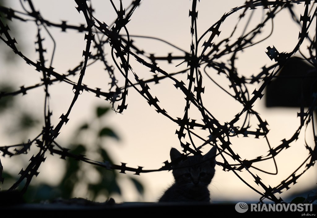 Under the protection... - cat, Luhansk, Protection, The photo, Риа Новости