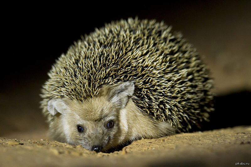 Ушастый еж фото. Еж Ушастый Hemiechinus auritus. Длинноиглый ёж. Ушастый ёж в Воронежской области. Длинноухий еж (Hemiechinus auritus).