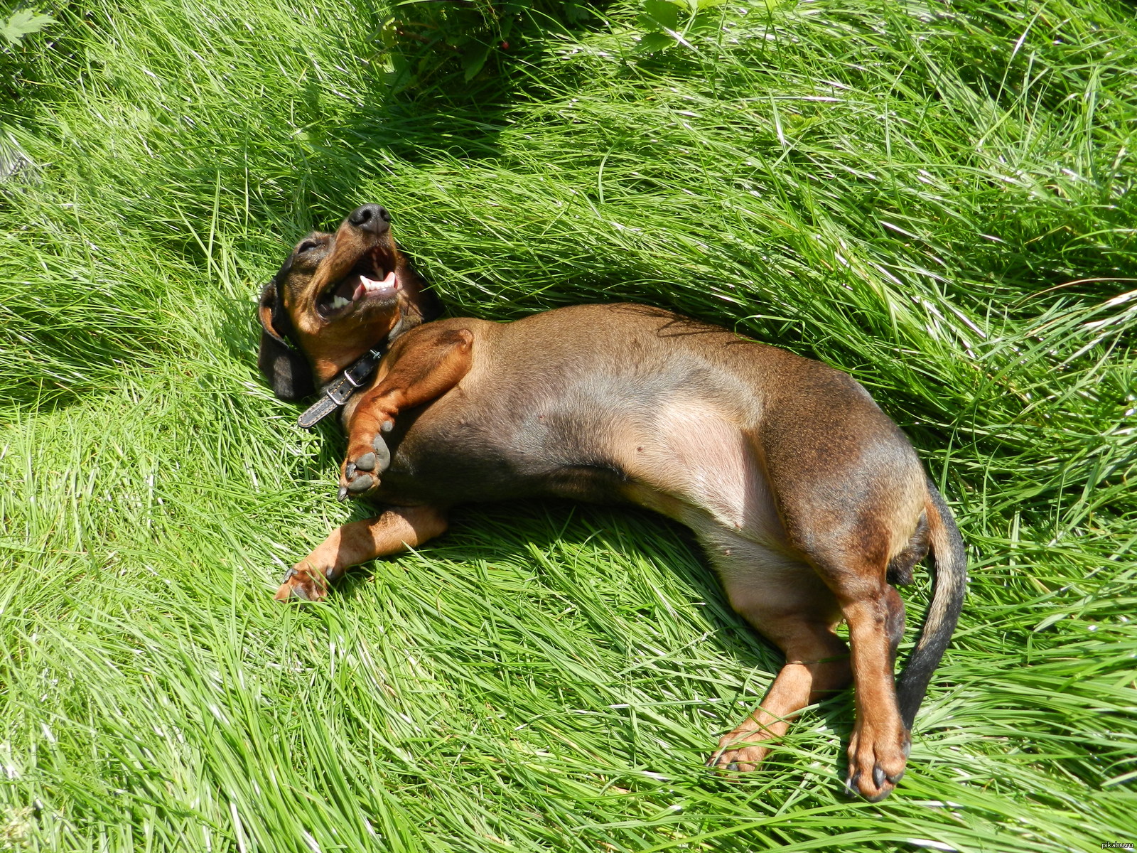 Who lives well in Russia ... my dog-sausage. Have a warm, sunny summer! - Dog, Summer, Wallow, Dacha, Dachshund