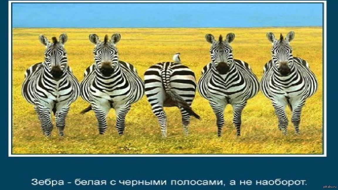 Сенсация! | Пикабу