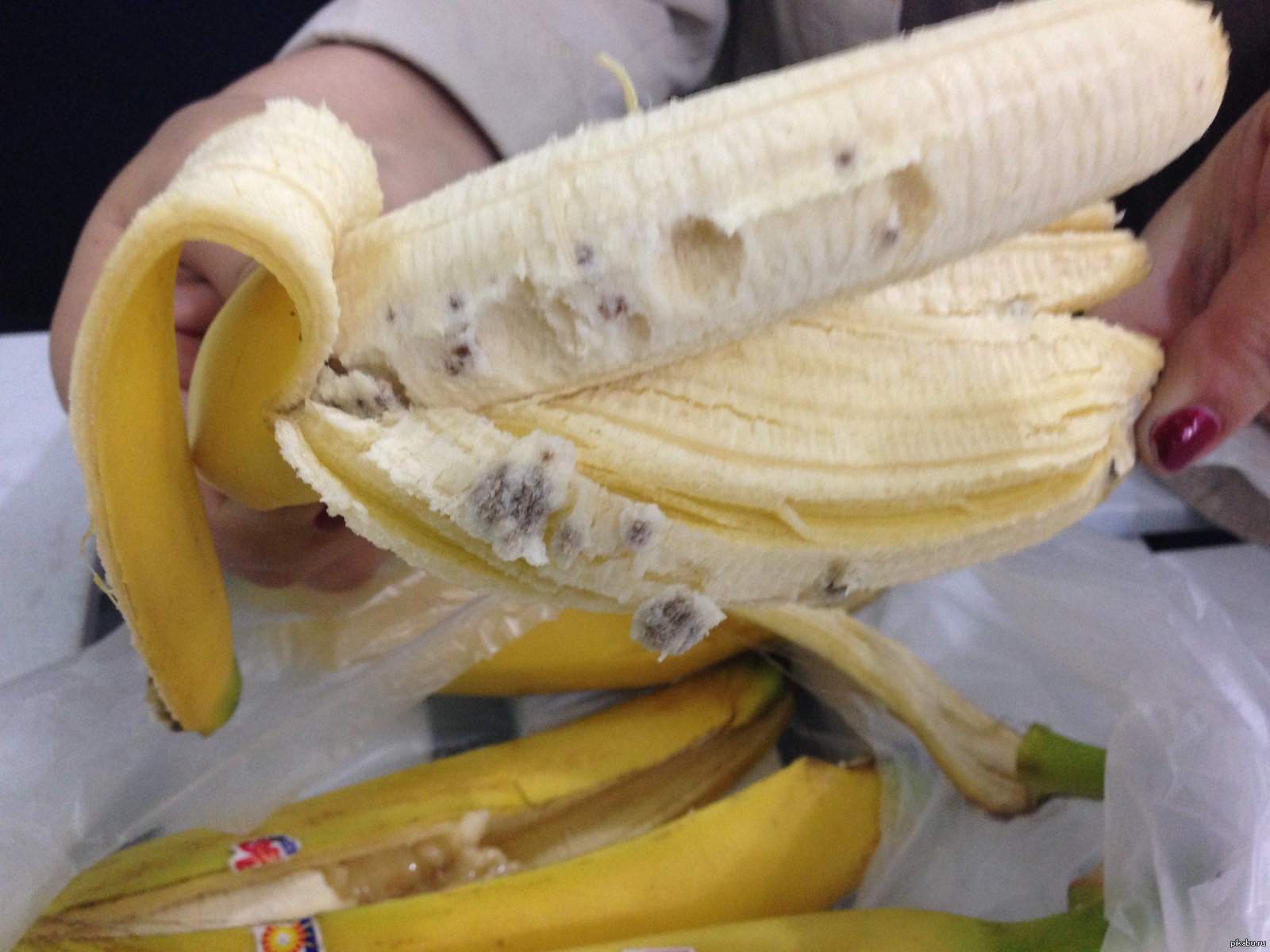 Суета на банане. Личинки бананового паука. Банановый Странствующий паук. Бразильский Странствующий (банановый) паук.