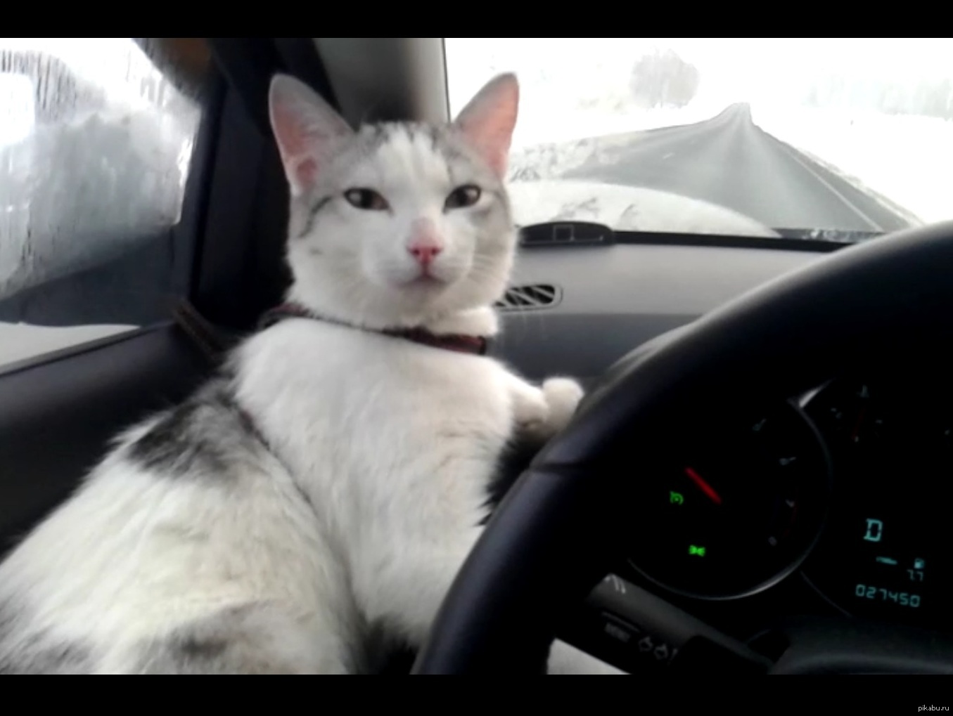 Кот, который нормально переносит дальную дорогу: | Пикабу