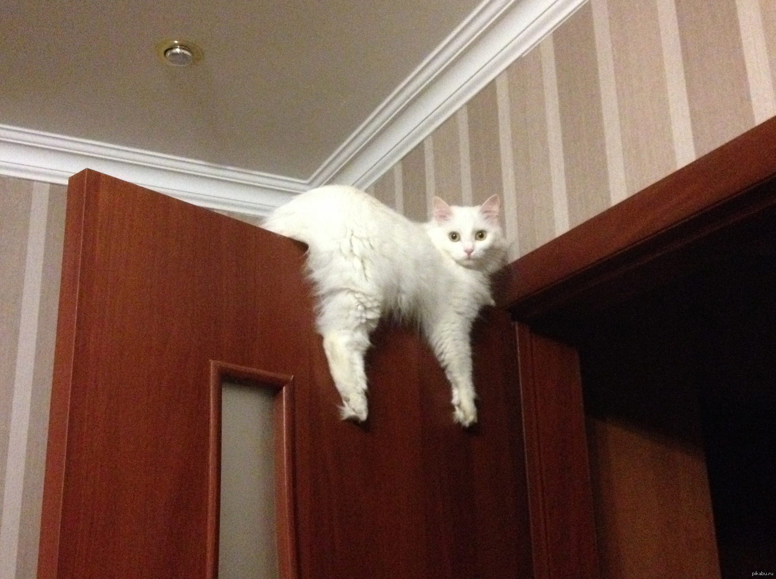 Кошка на шкафу