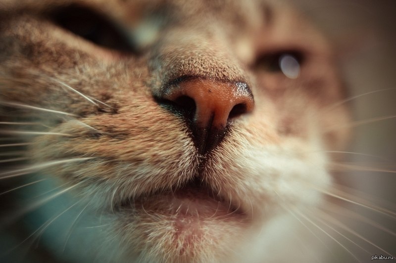 Кошка ест нос. Нос кота.
