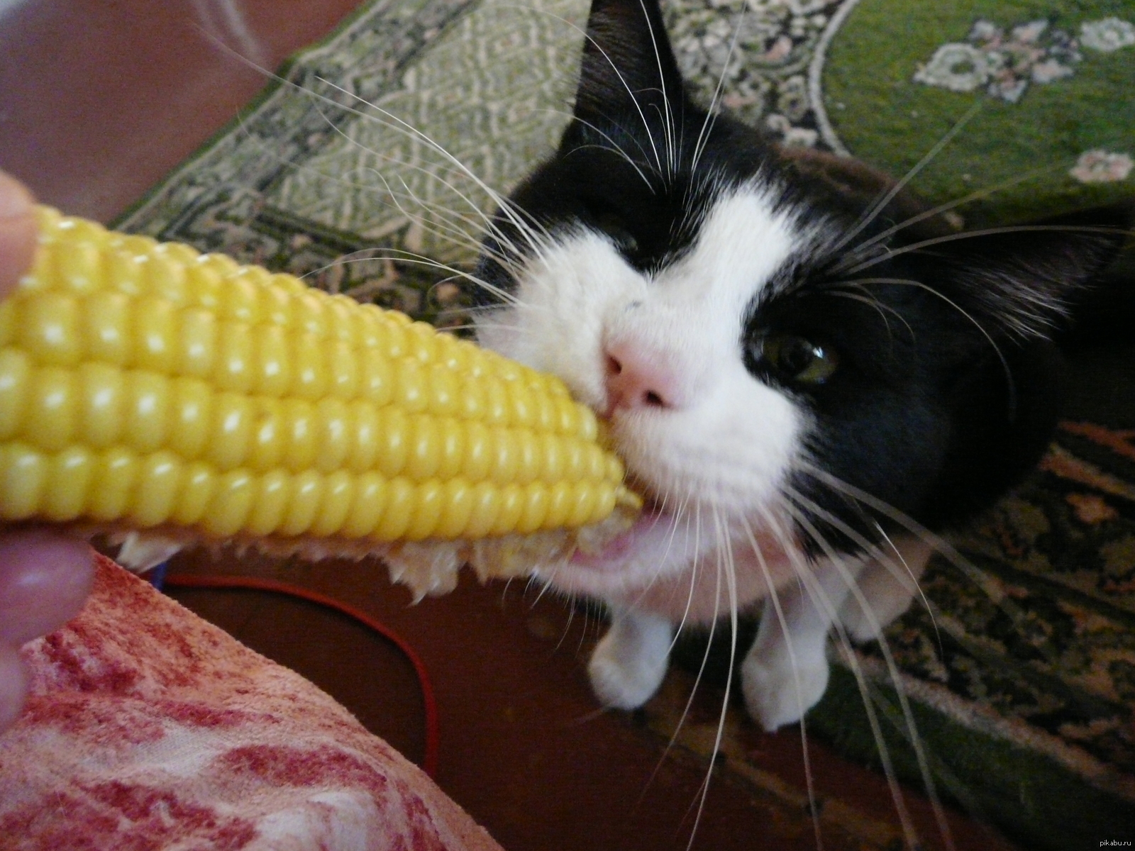 Можно котам кукурузу. Кот с кукурузой. Смешная кукуруза. Кот ест овощи. Котята в кукурузе.