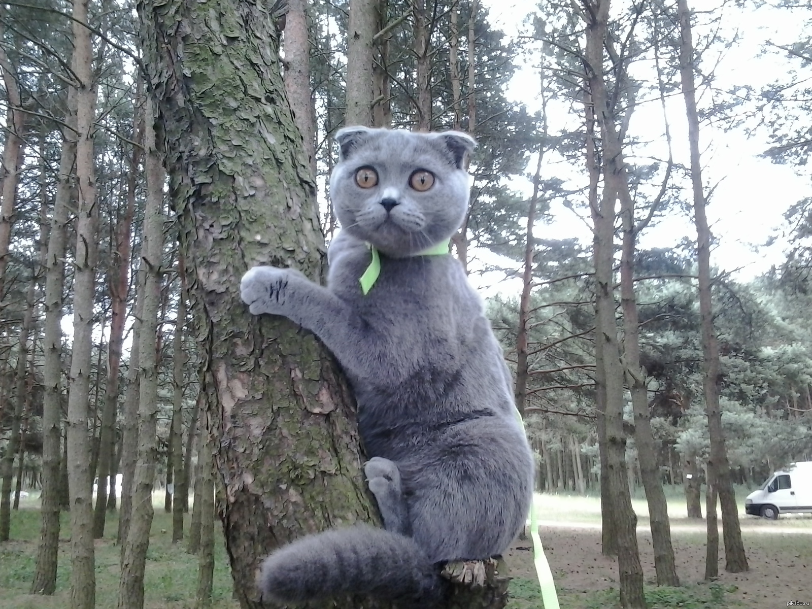 Можно гулять с котом. Кот на прогулке. Смешной кот на прогулке. Коты на прогулке в городе. Британец на прогулке.