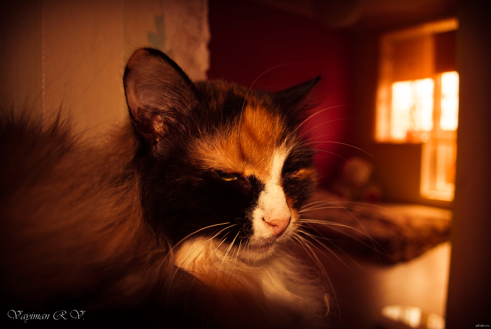 How do you like the photo? - My, Photo Photoshop, Animals, cat, Animals