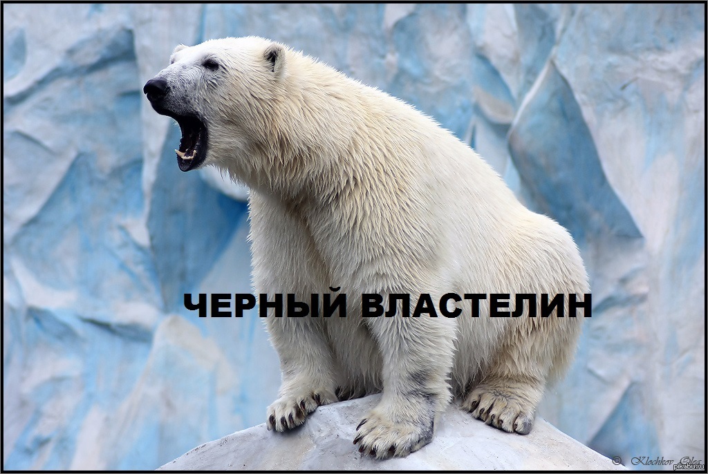 Поздравления с днем белым медведем. Белый медведь. Полярный медведь. Белый медведь рычит. Белый медведь фото.