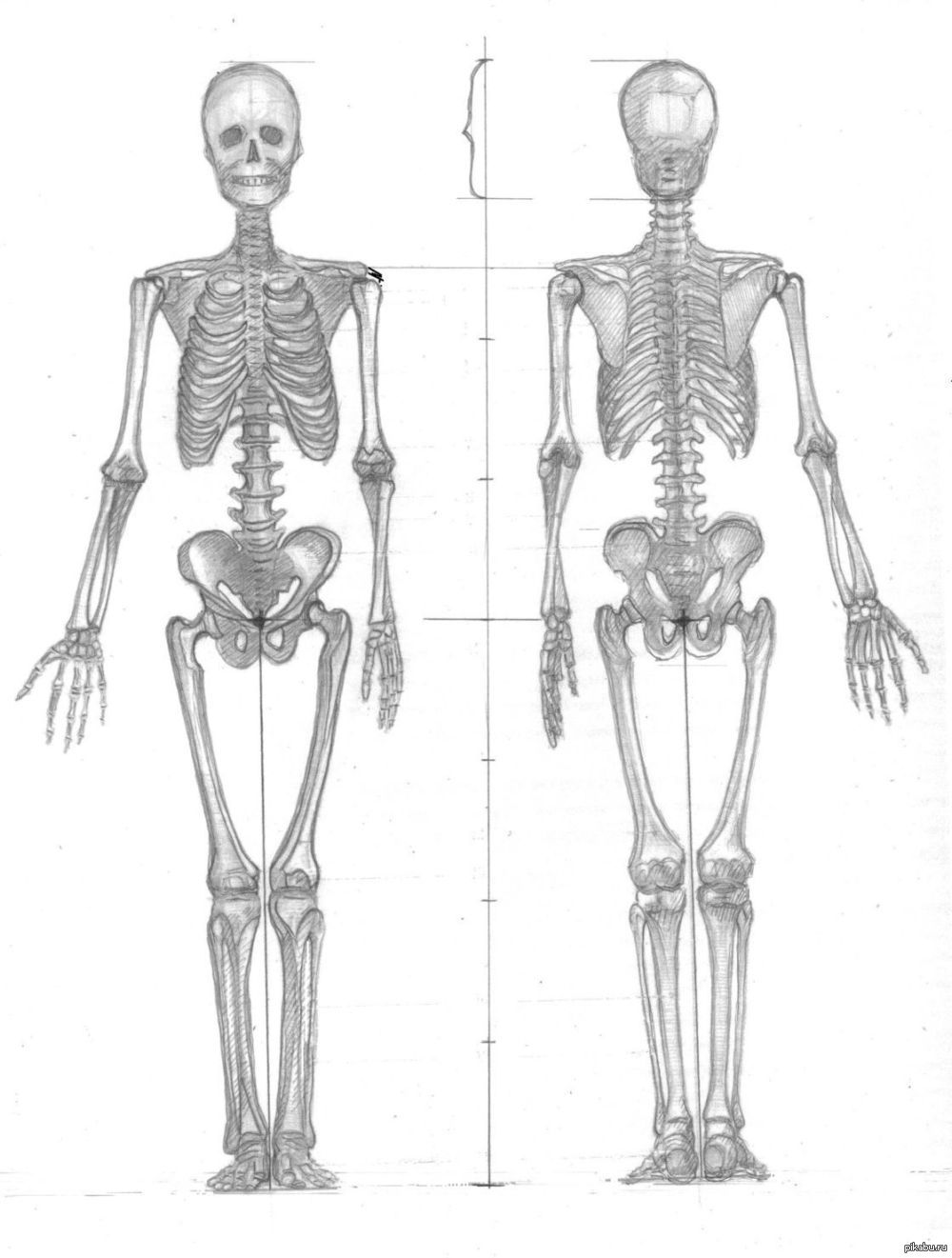 Человек скелет 2. Скелет человека для рисования. Скелет человека зарисовка. Построение скелета. Скелет человека карандашом.