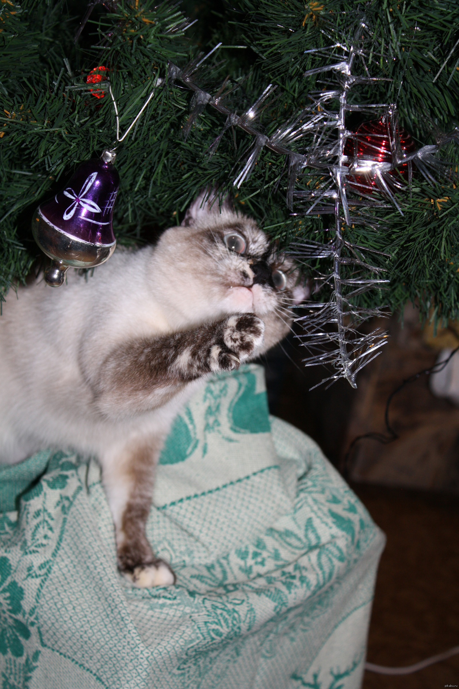 my cat - cat, beauty, Christmas trees