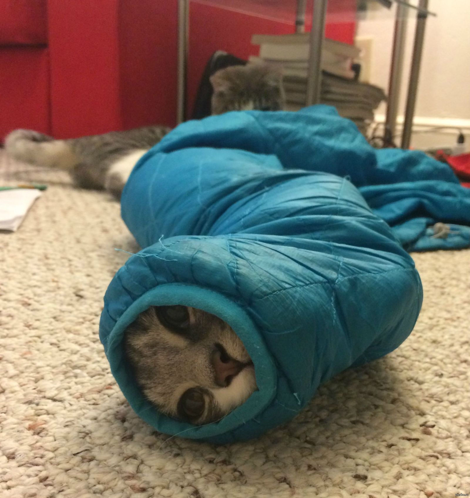 Котик в одеяле