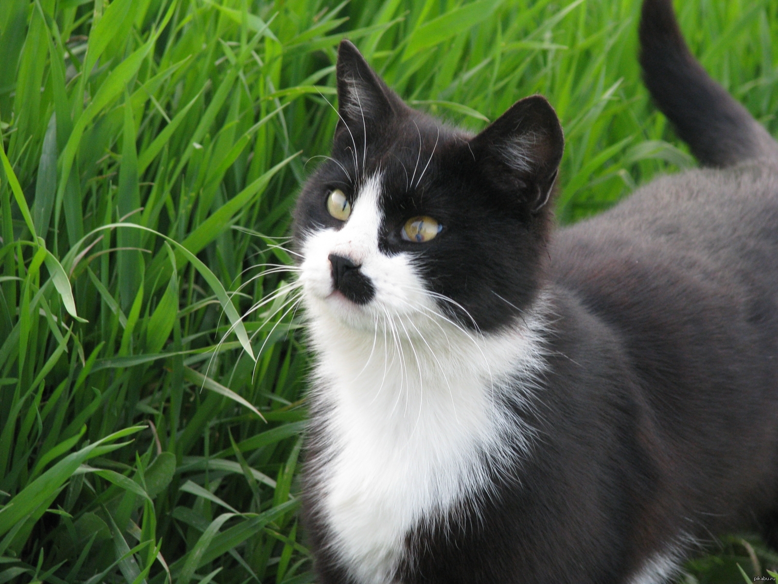Серая кошка с черными пятнами. Черно белый кот. Черно белая кошка. Чёрно-белые кошки породы. Кошка черная с белым.