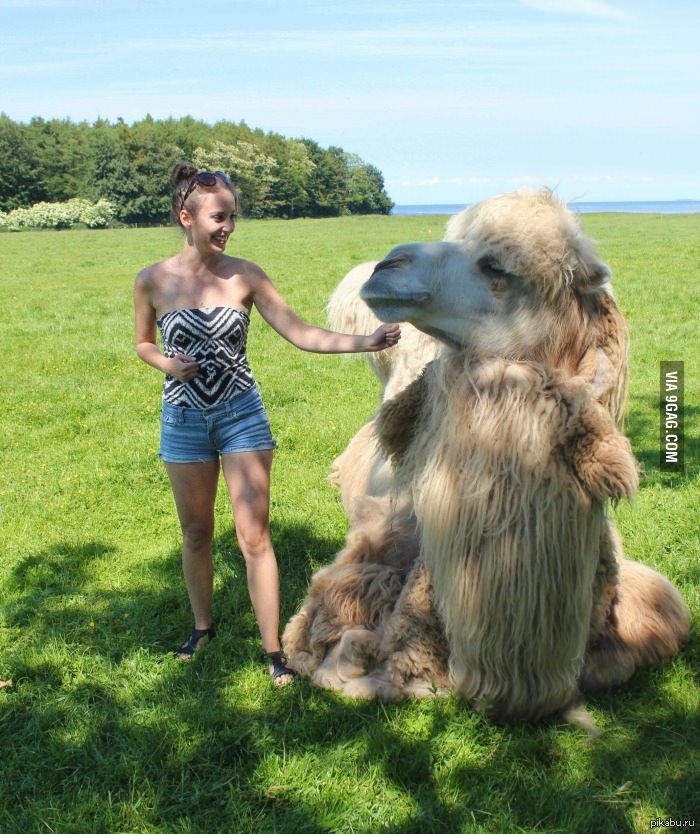 Огромный насколько. Гигантский верблюд. Настоящая большая. Фото с верблюдом и девушкой. Большие пока.