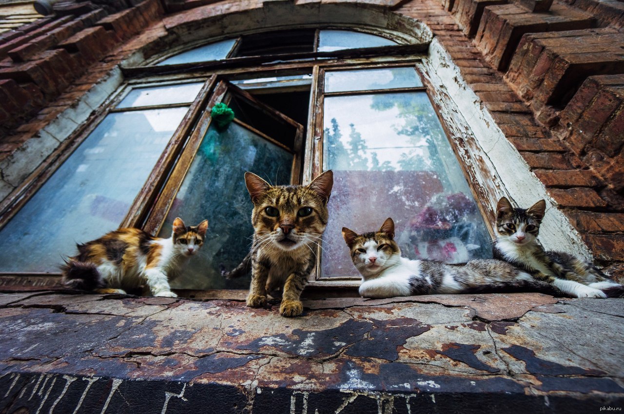 Четверо кошек. Уличная кошка. Мир кошек. Кот бандит.