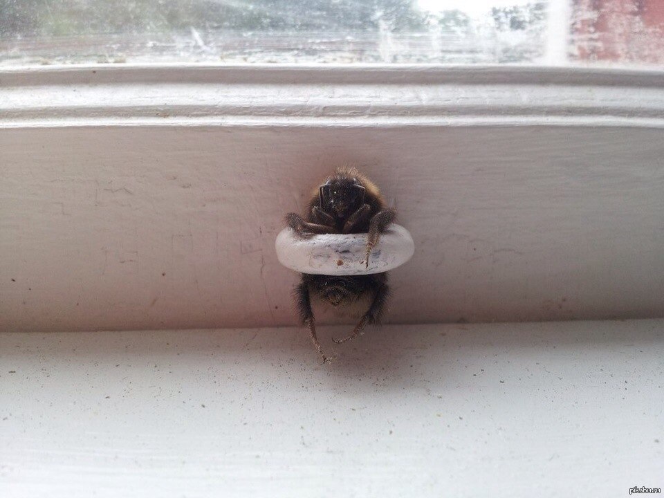 Глупая застряла. Шмель на окне. Рама оконная с жуком. Шмель на подоконнике. Пчела на окне.