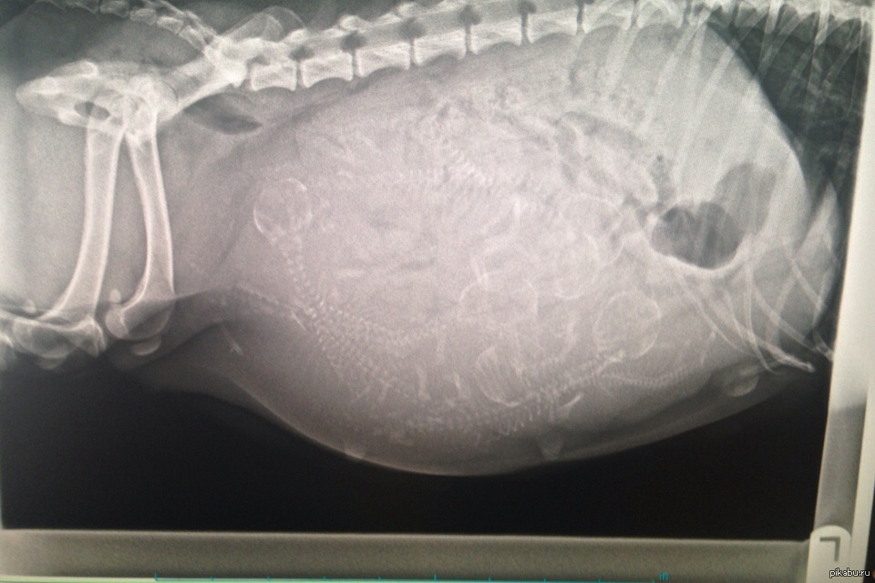 Беременна ли сука. Снимок беременной собаки.