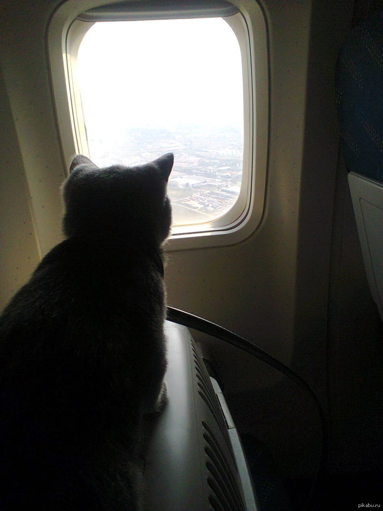 В самолет можно кот. Кот в самолете. Кошка в иллюминаторе. Котенок в самолете. Коты в поезде.