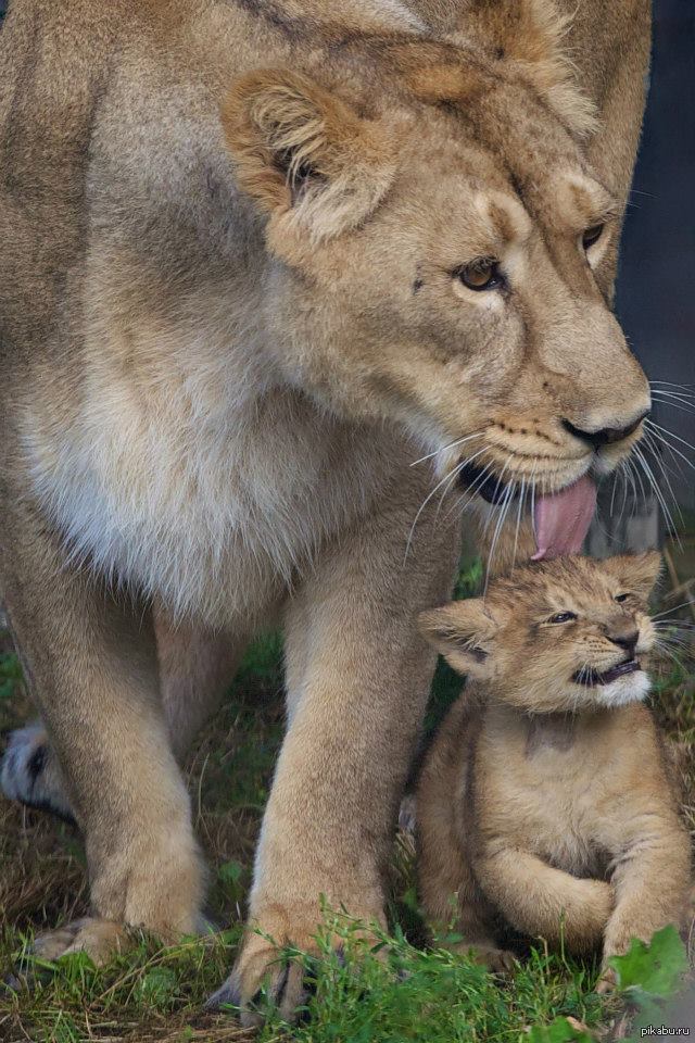 Zoo born. Львица и Львенок. Лев львица и Львенок. Лев и Львенок. Львица с львенком в зубах.