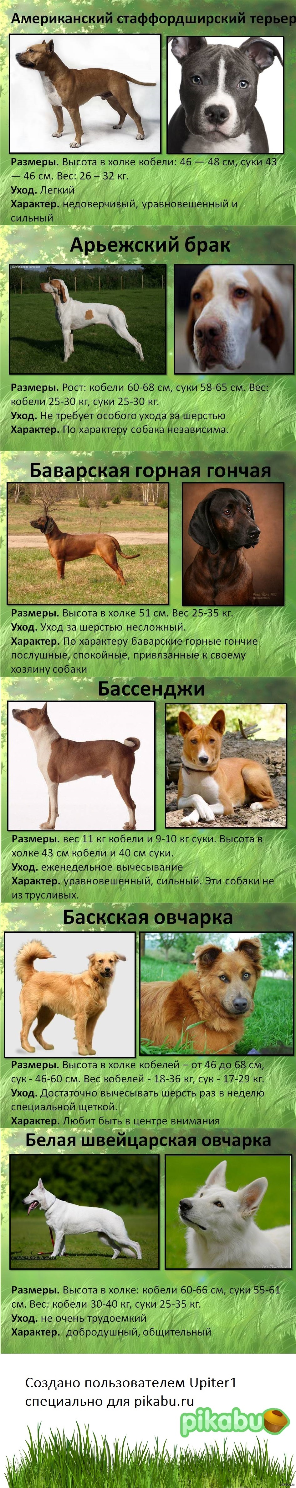 Породы собак ч.2 | Пикабу