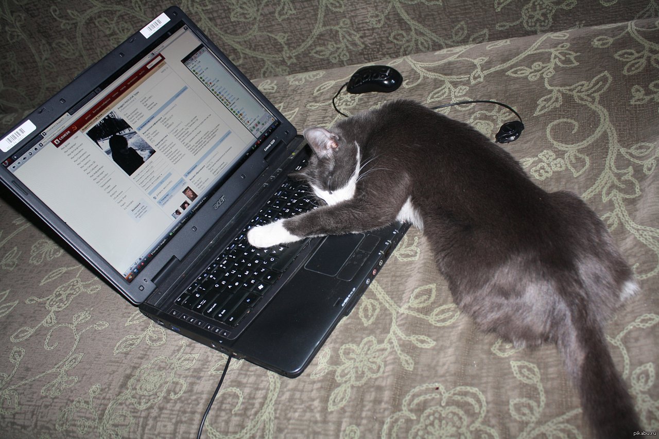 Устал приставка. Уставший кот. Кот с ноутбуком. Уставший котик с ноутбуком. Ноутбук уставший котик язык.