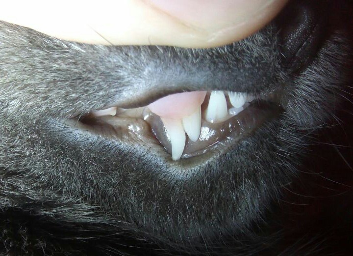 double fang - My, cat, Fangs, Go nuts