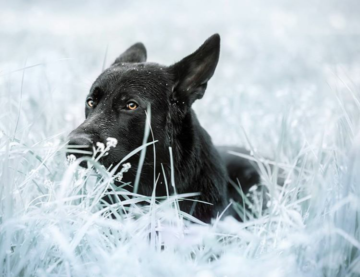 Winter on the nose - Dog, The photo, Nature, Winter