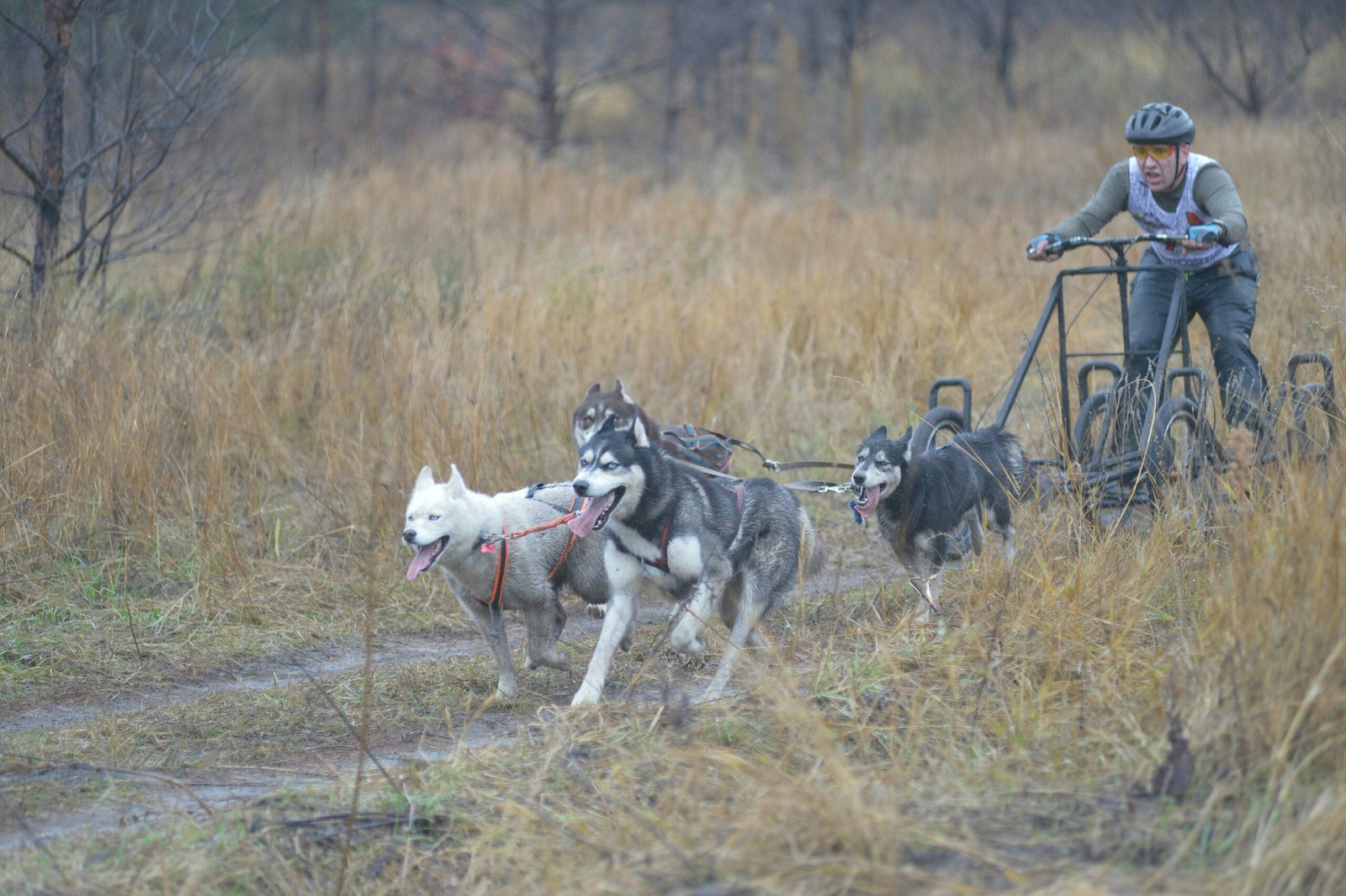 Dryland Gold Mountain 2017. How it was. Second day. - My, Husky, Dog sled, Riding sports, Adrenalin, Longpost