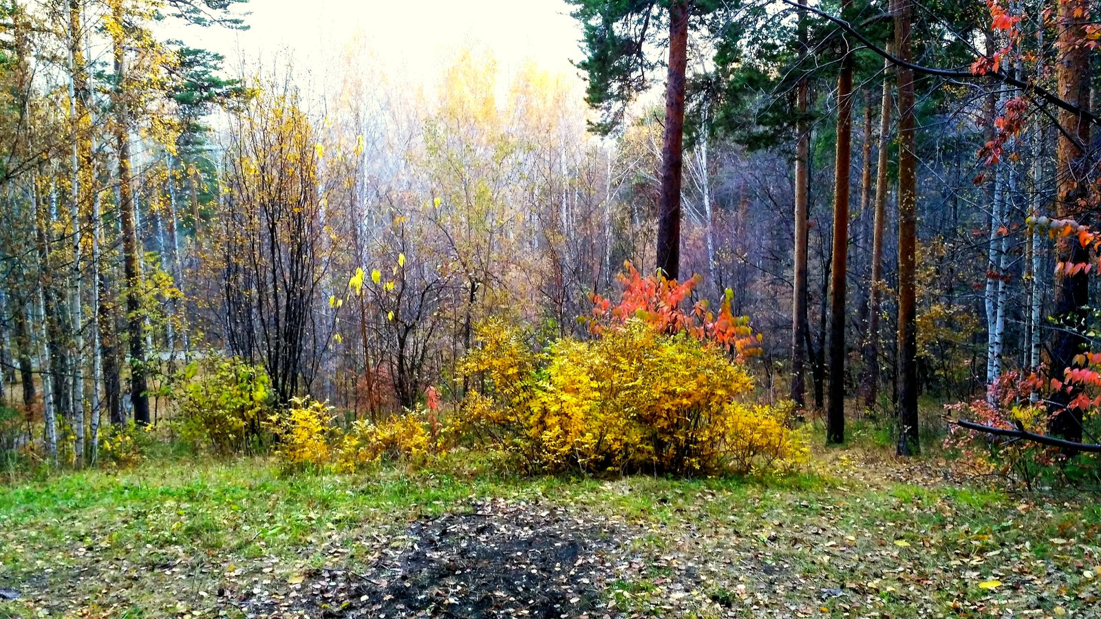 Осень в парке Маяковского
