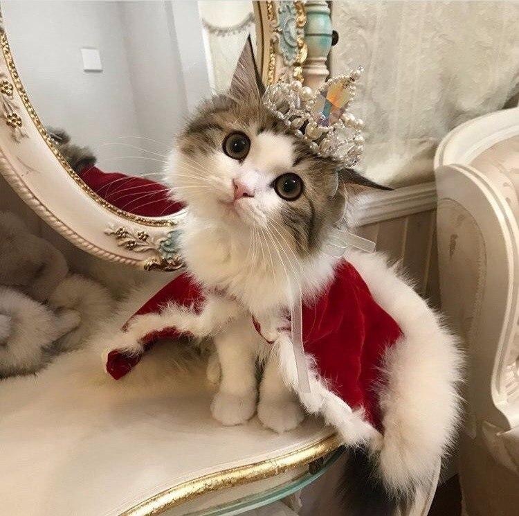 little king - cat, Milota, King