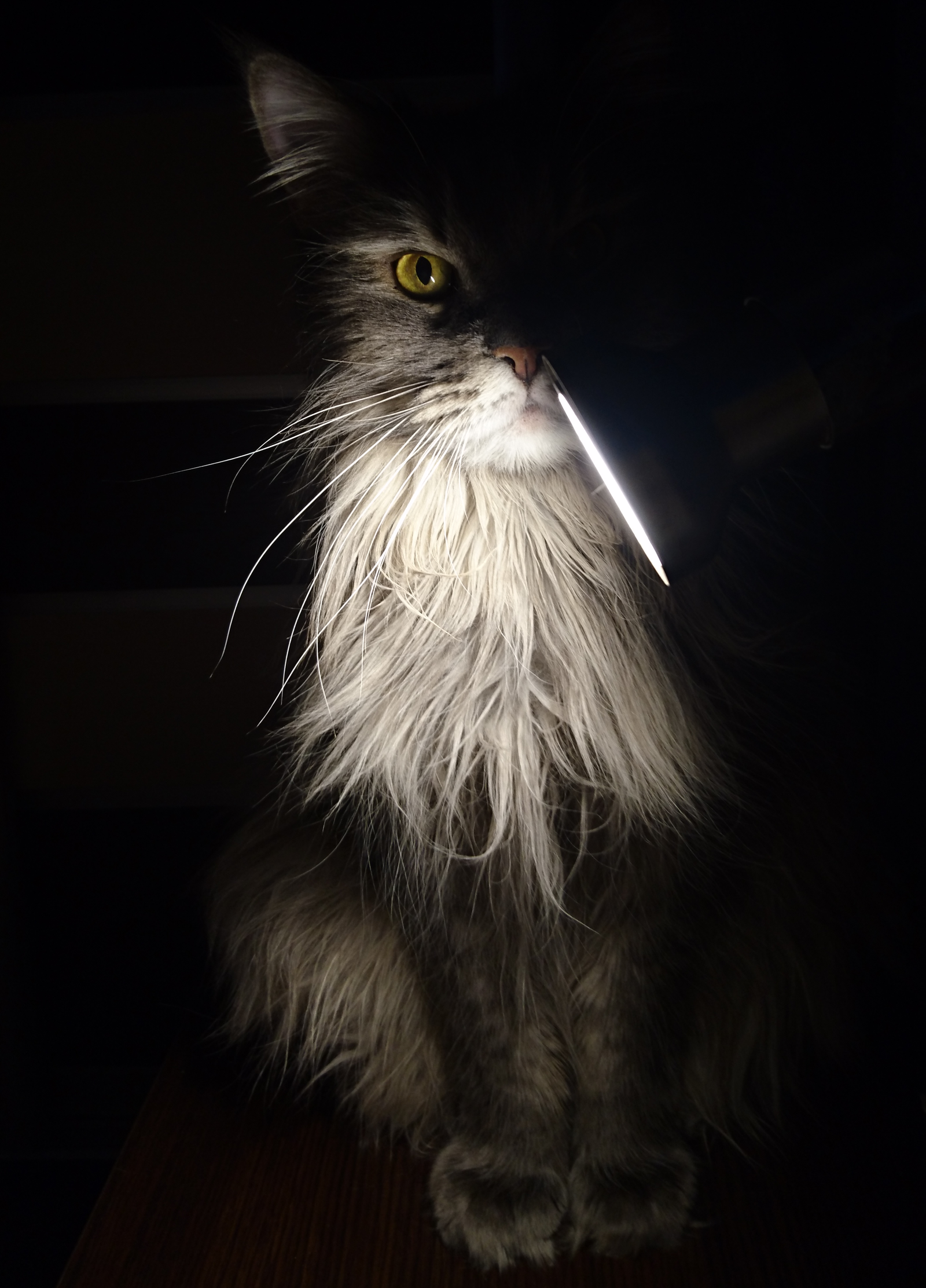 My cat-lamp - My, cat, Лампа, Cat with lamp, Maine Coon